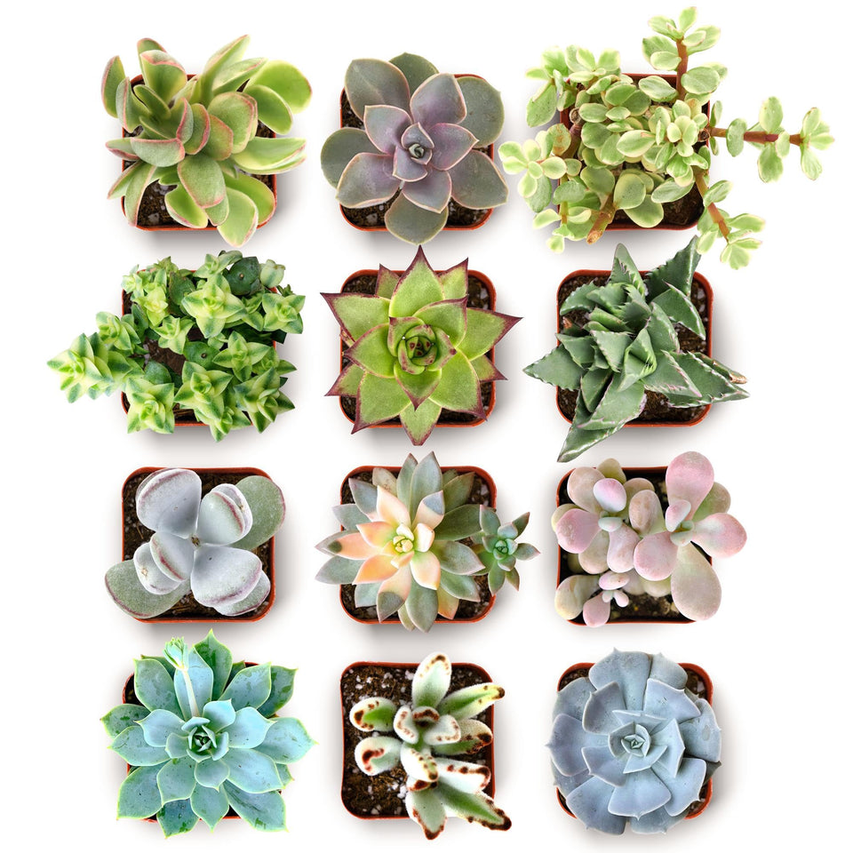 Shop Succulents Everything Mini Succulent Pack mix showcased for vibrant terrarium displays.