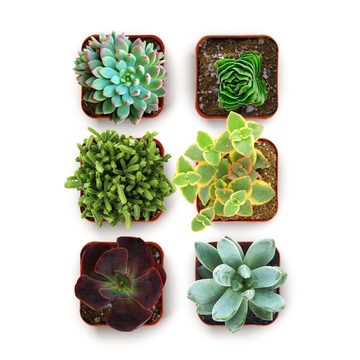 Shop Succulents Everything Mini Succulent Pack in a 2-inch pot for vibrant home decor