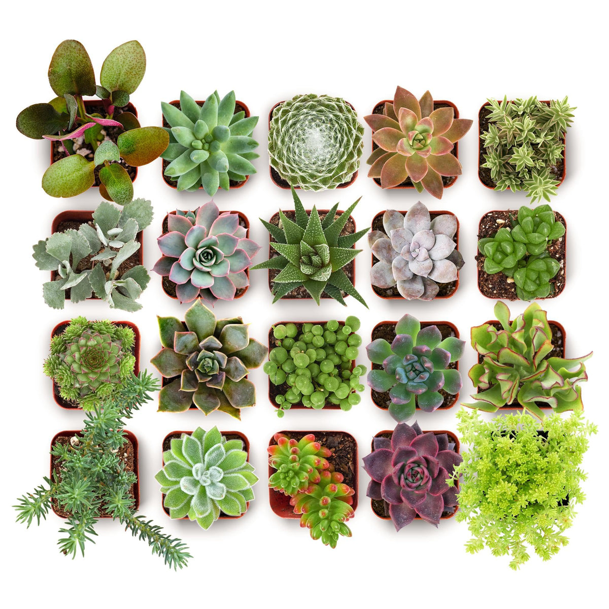 Shop Succulents everything mini succulent pack in 2-inch pots, ideal for home decor and gifting.