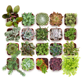 Shop Succulents everything mini succulent pack in 2-inch pots, ideal for home decor and gifting.