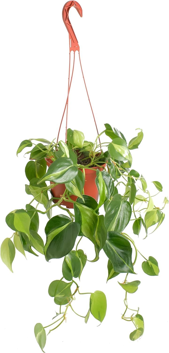 Shop Succulents Heartleaf Philodendron Brasil hanging plant features striped leaves for air-purifying decor.