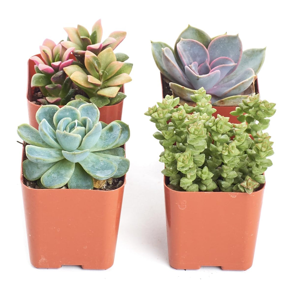Shop Succulents mini 2-inch succulent in grow pot for low-maintenance greenery.