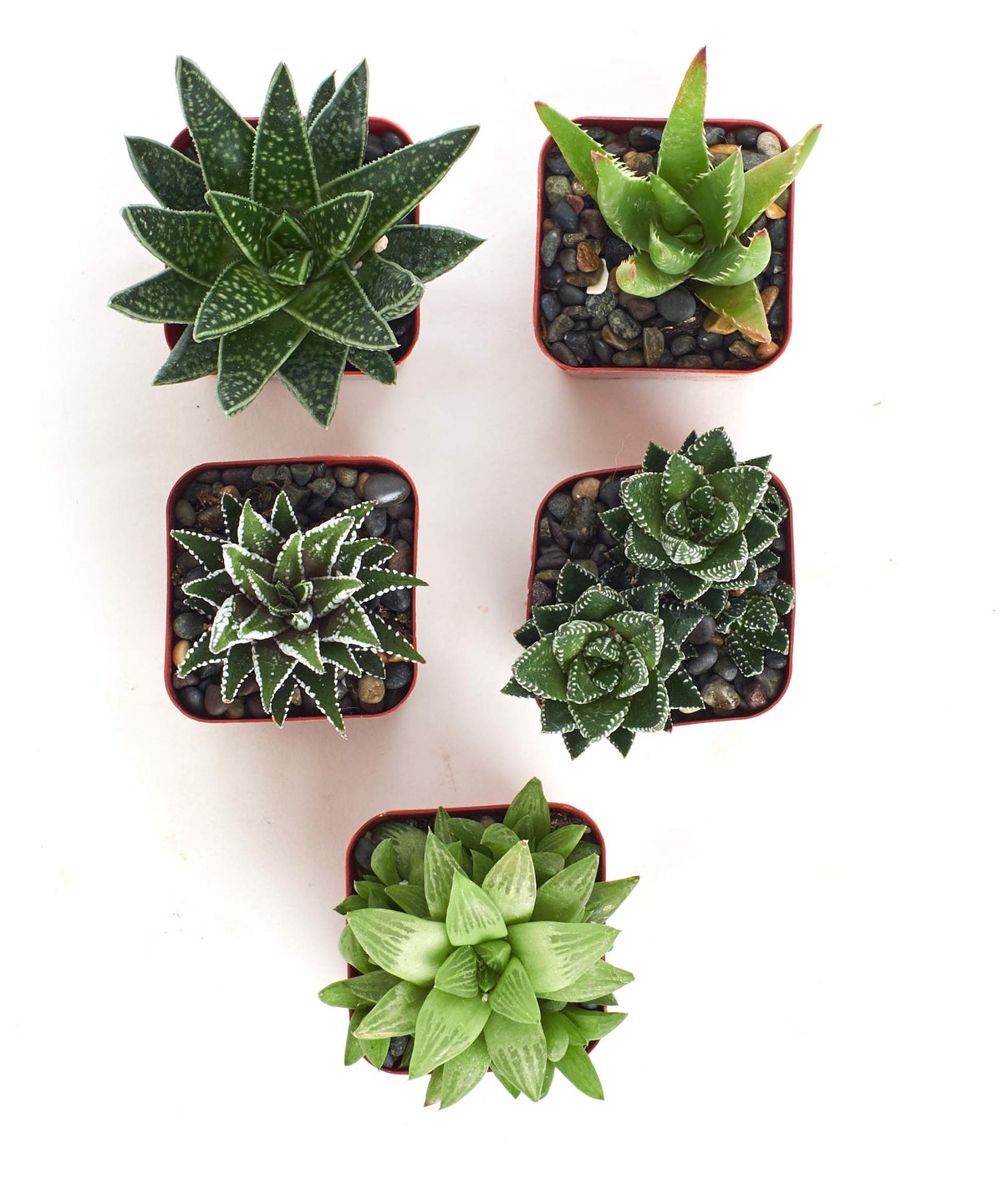 Shop Succulents mini aloes in two-inch pots, ideal as desk accents