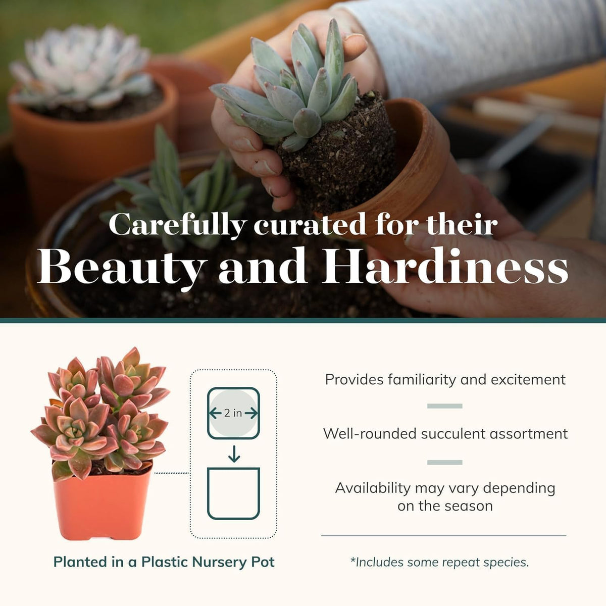 Shop Succulents mini succulents close-up leaves showcase color and texture for vibrant interiors.