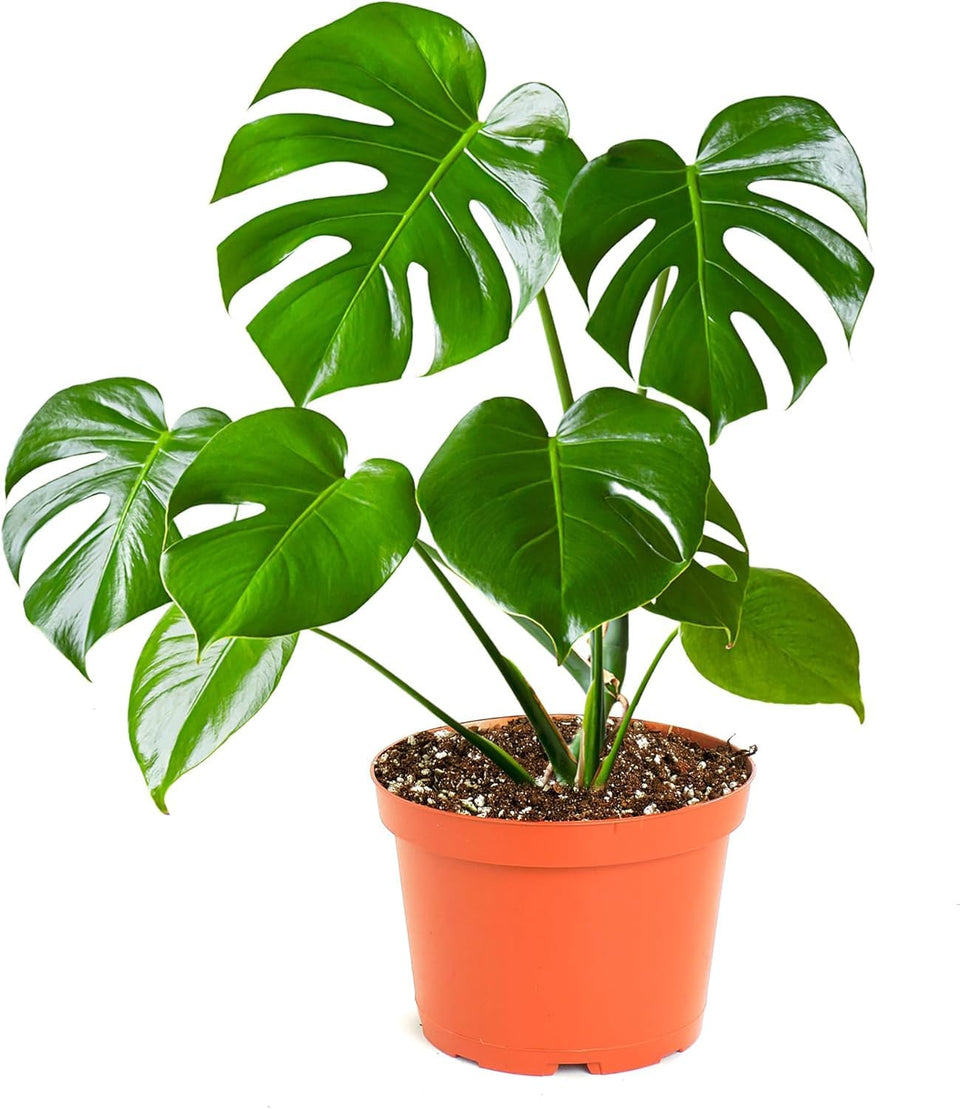 Shop Succulents Monstera Deliciosa 6inch potted plant for stylish indoor greenery and air purification.