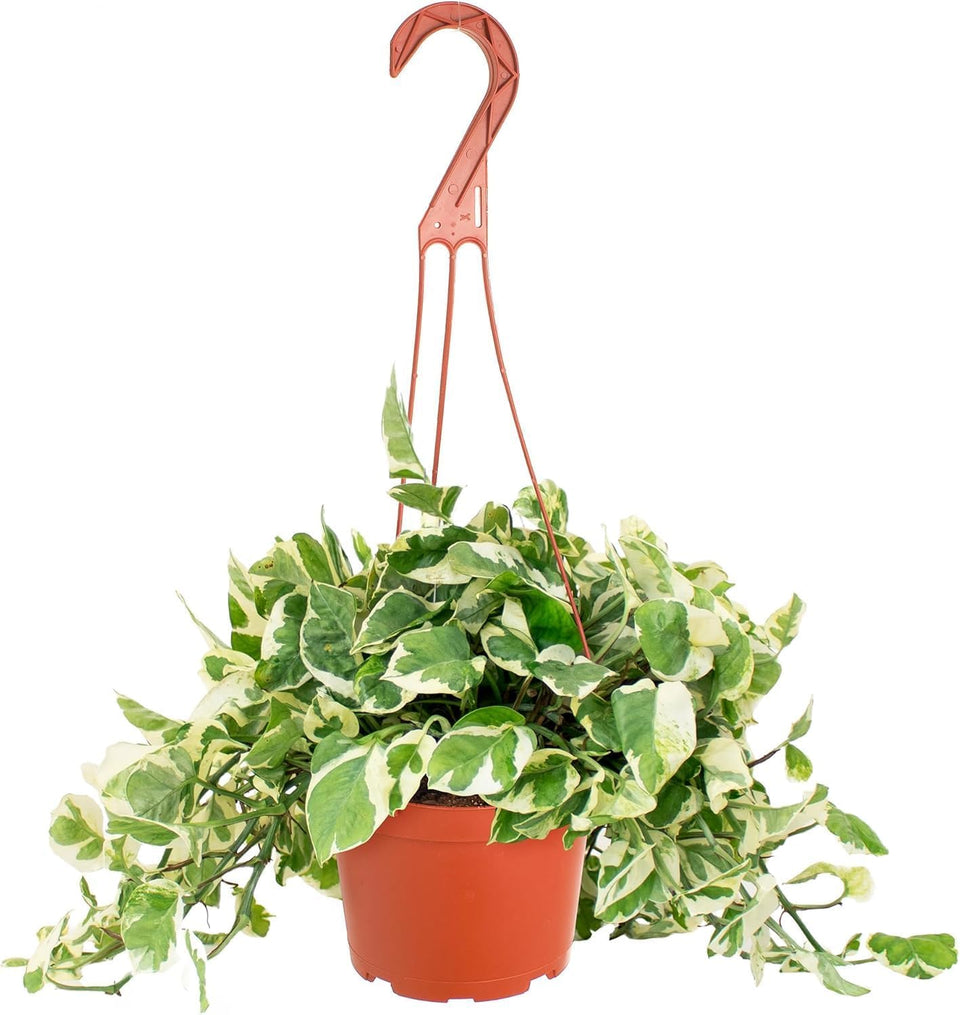 Shop Succulents Pothos Pearls Jade in 6-inch pot for desks and air-purifying decor.