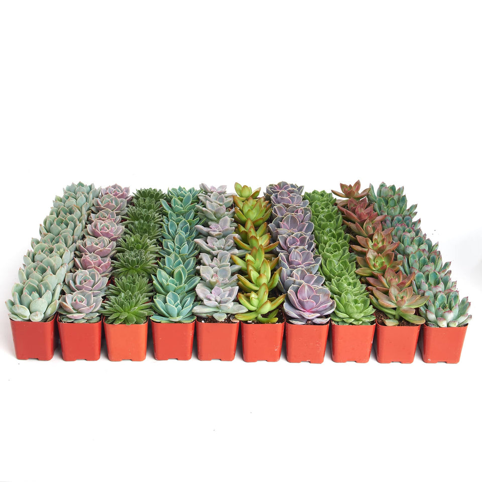 Shop Succulents Rosette pack 32 mini plants, vibrant colors for weddings or gifts.