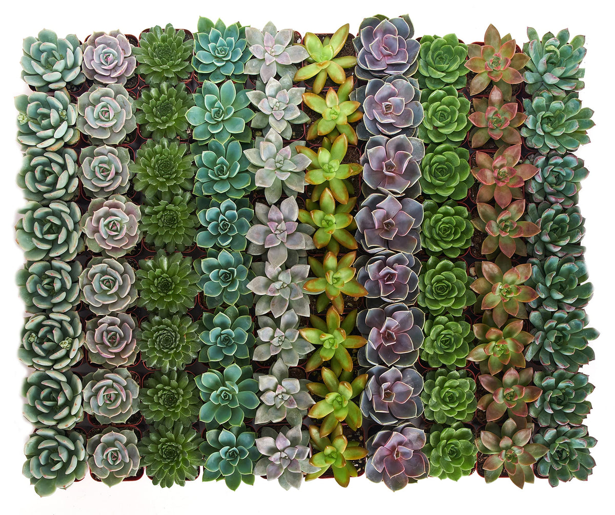 Shop Succulents rosette-pots-2-inch, fully rooted succulents ready for display.