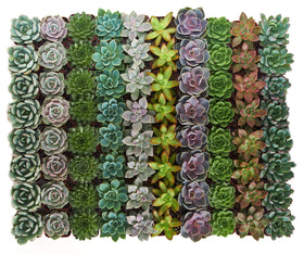 Shop Succulents rosette-pots-2-inch, fully rooted succulents ready for display.