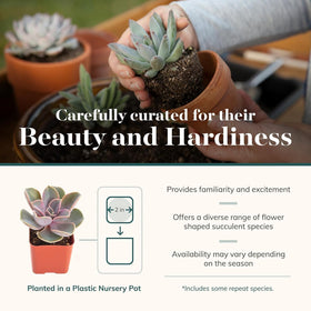 Shop Succulents pastel rosette display, ideal for feminine décor and thoughtful gifts.