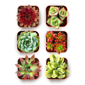 Shop Succulents Spring Beauties mix shows vibrant colors ideal for terrariums and DIY arrangements.