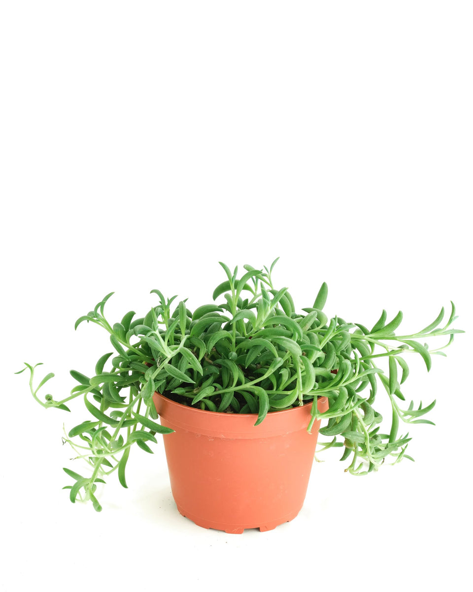Shop Succulents String of Bananas hanging succulent adds stylish, low-maintenance décor.