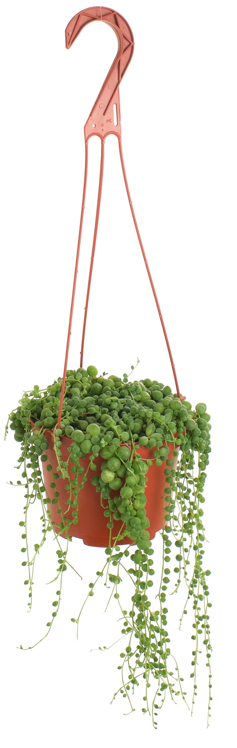 Shop Succulents String of Pearls hanging succulent for low-maintenance indoor decor
