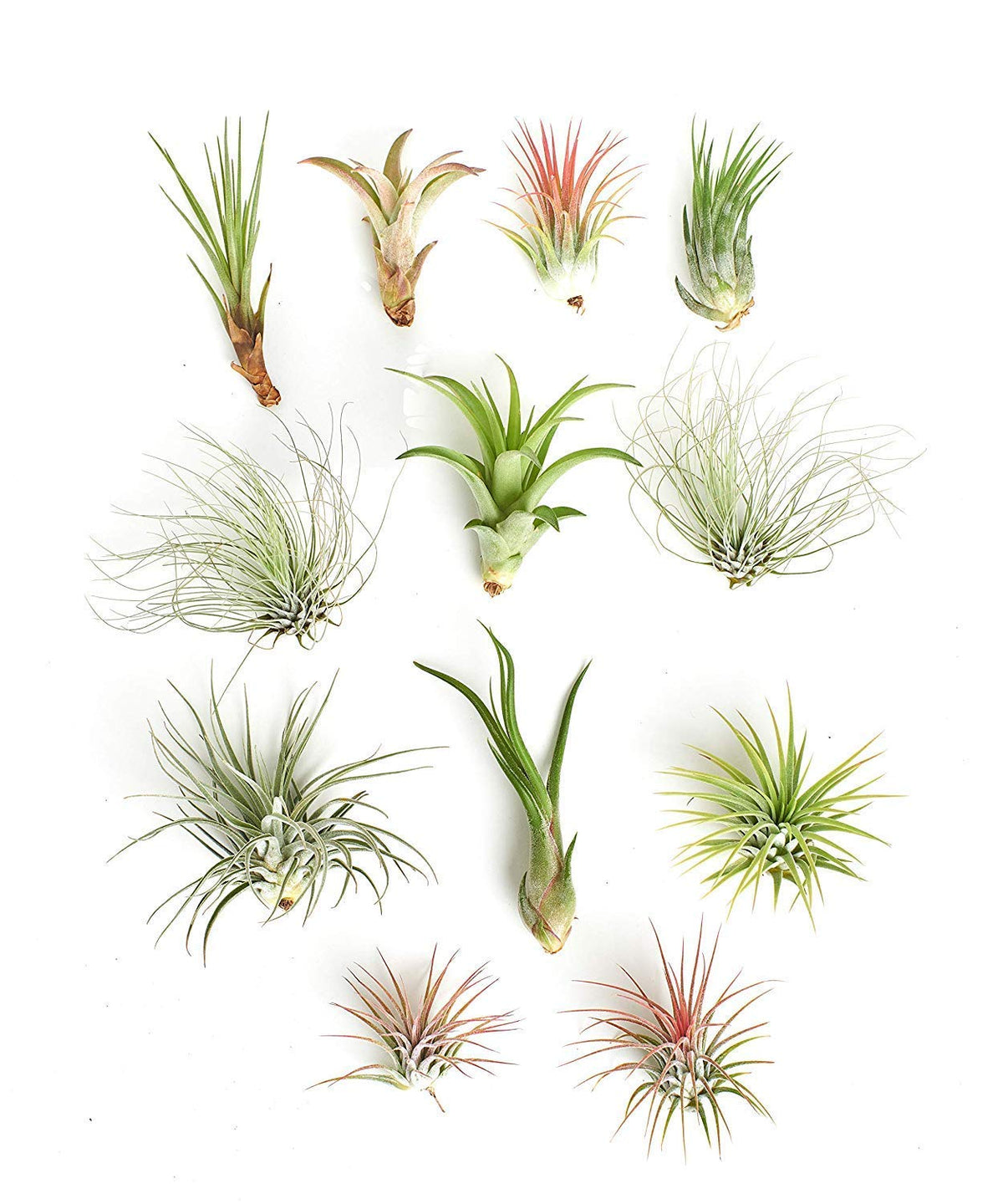 Shop Succulents Tillandsia care tips to promote healthy growth in indirect light.