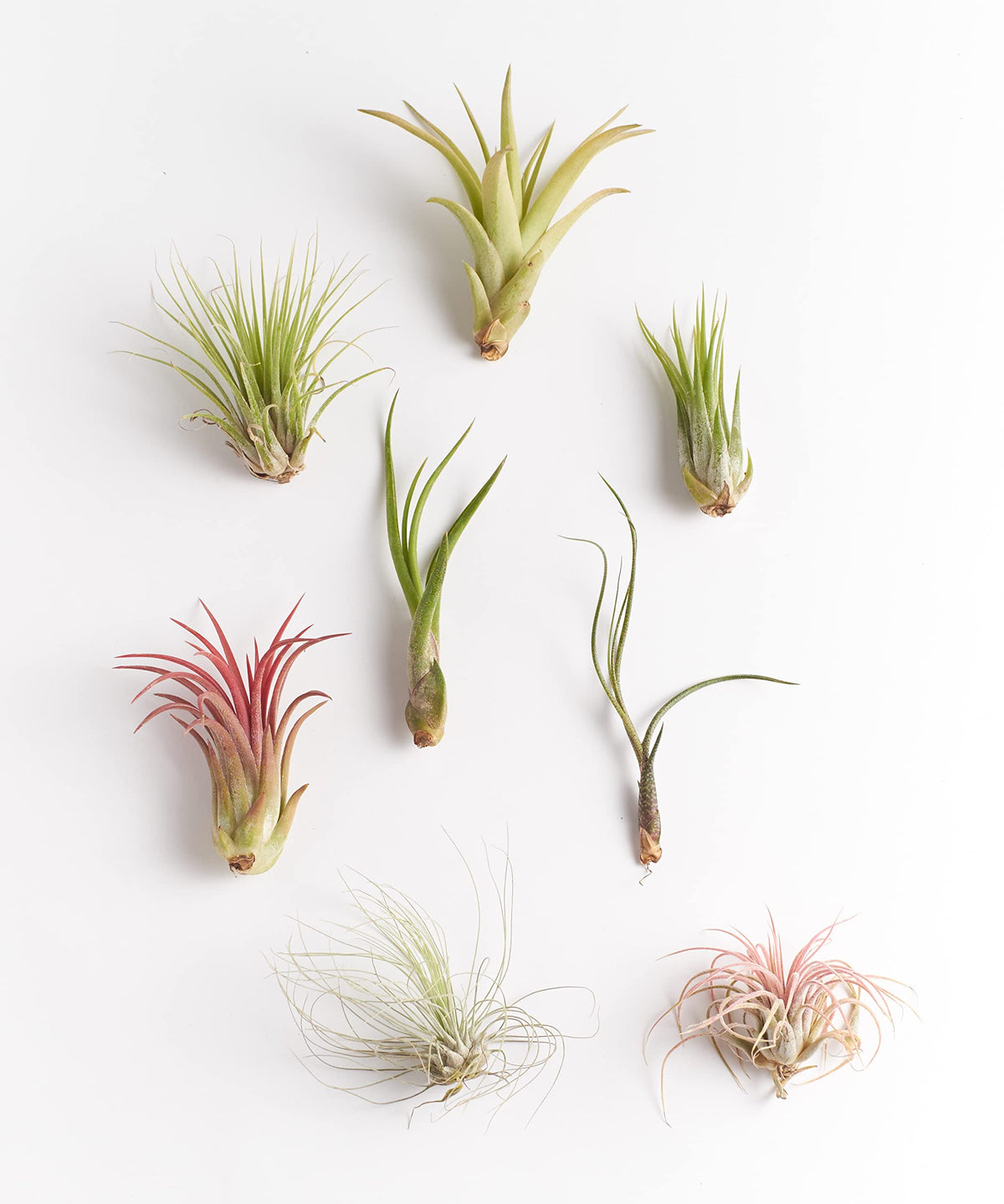 Shop Succulents Tillandsia variety pack ready for easy care and wall displays.