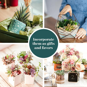 Shop Succulents 2-inch pots keep compact, desk-friendly succulents.