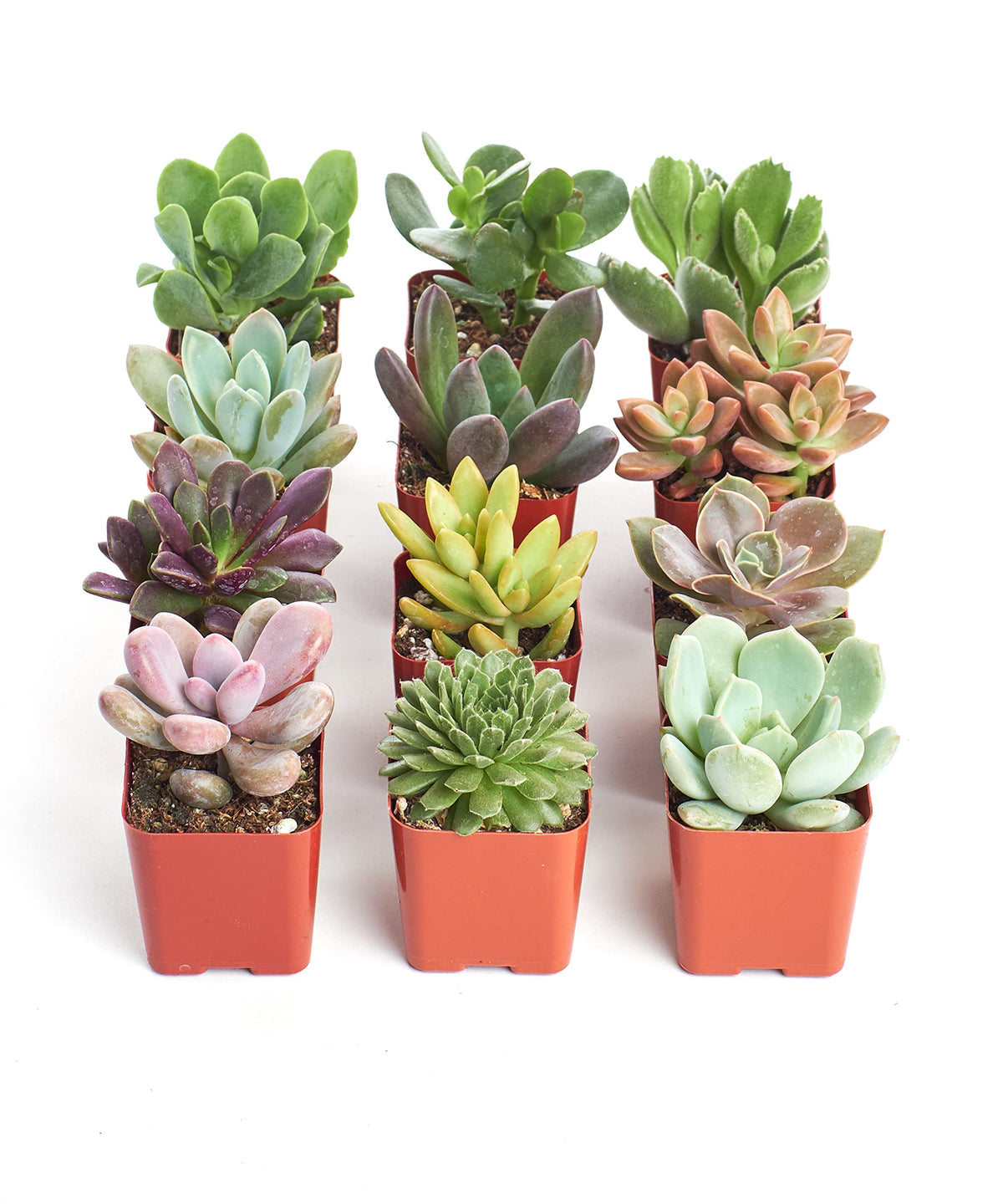 Shop Succulents Unique Pack varieties showcase vivid colors for home decor.