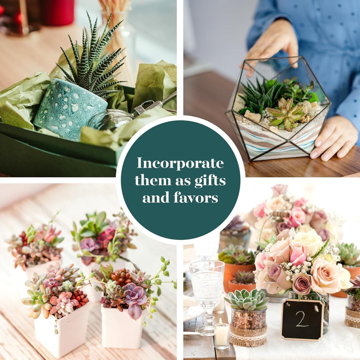 Shop Succulents wedding favors mini succulents help create memorable guest keepsakes.