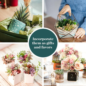 Shop Succulents wedding favors mini succulents help create memorable guest keepsakes.