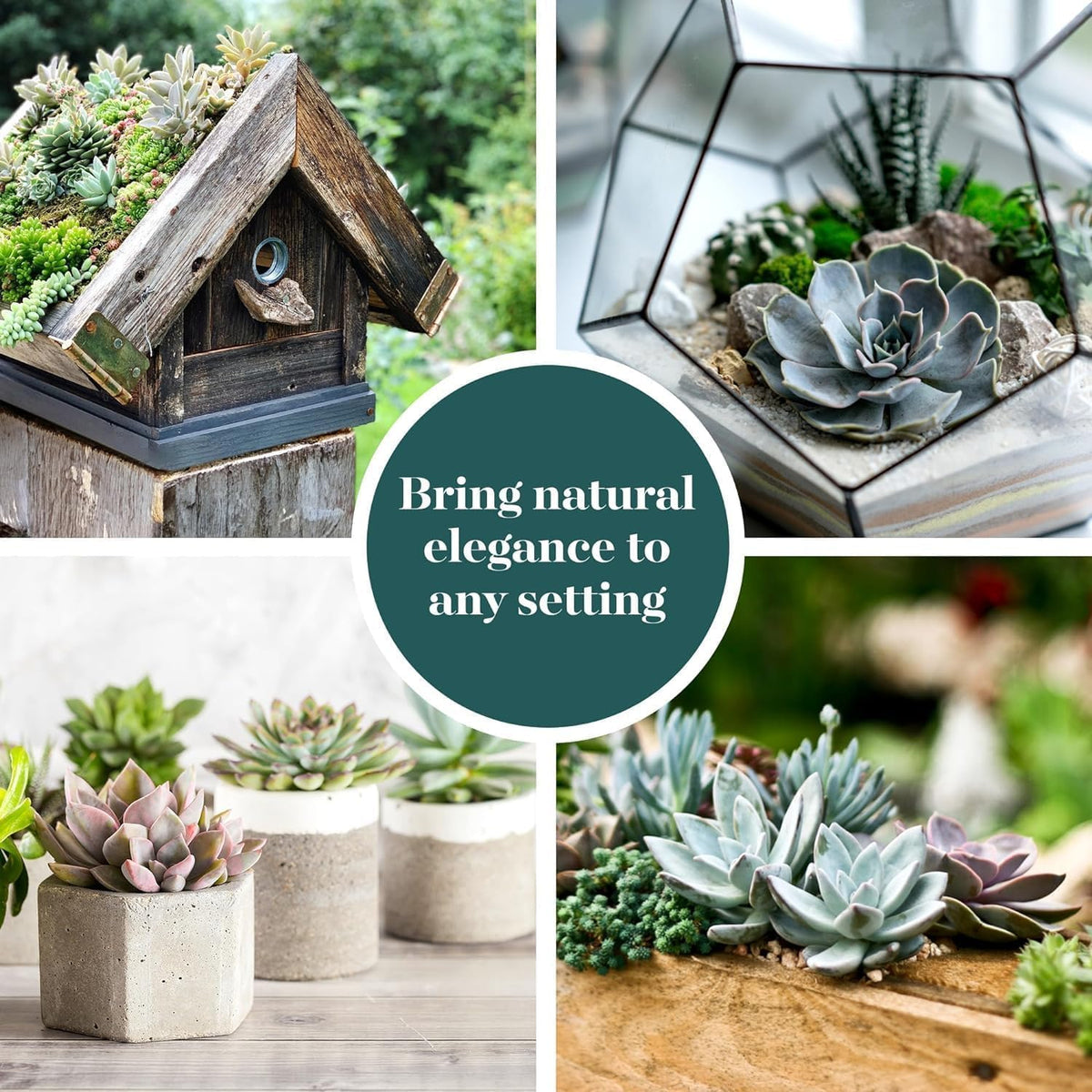 Shop Succulents wedding favors rosette display, charming mini plants for events.