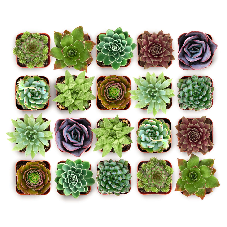 Shop Succulents Wild Rosette: vibrant color mix for striking home decor displays
