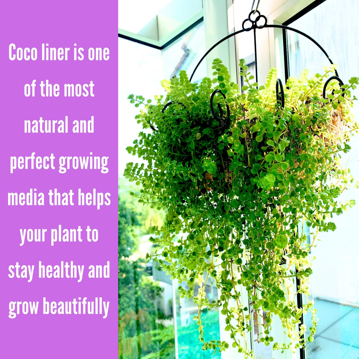 ShopLaLa planting ideas strawberries and herbs suitable for this planter