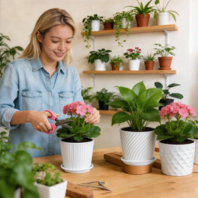 sietpoek ceramic pot with small succulent and drainage
