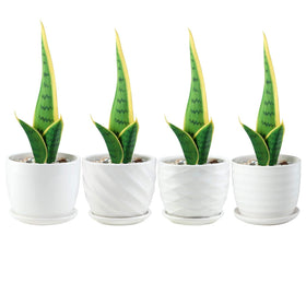 Sietpoek desk planter white cylinder complements modern interiors.