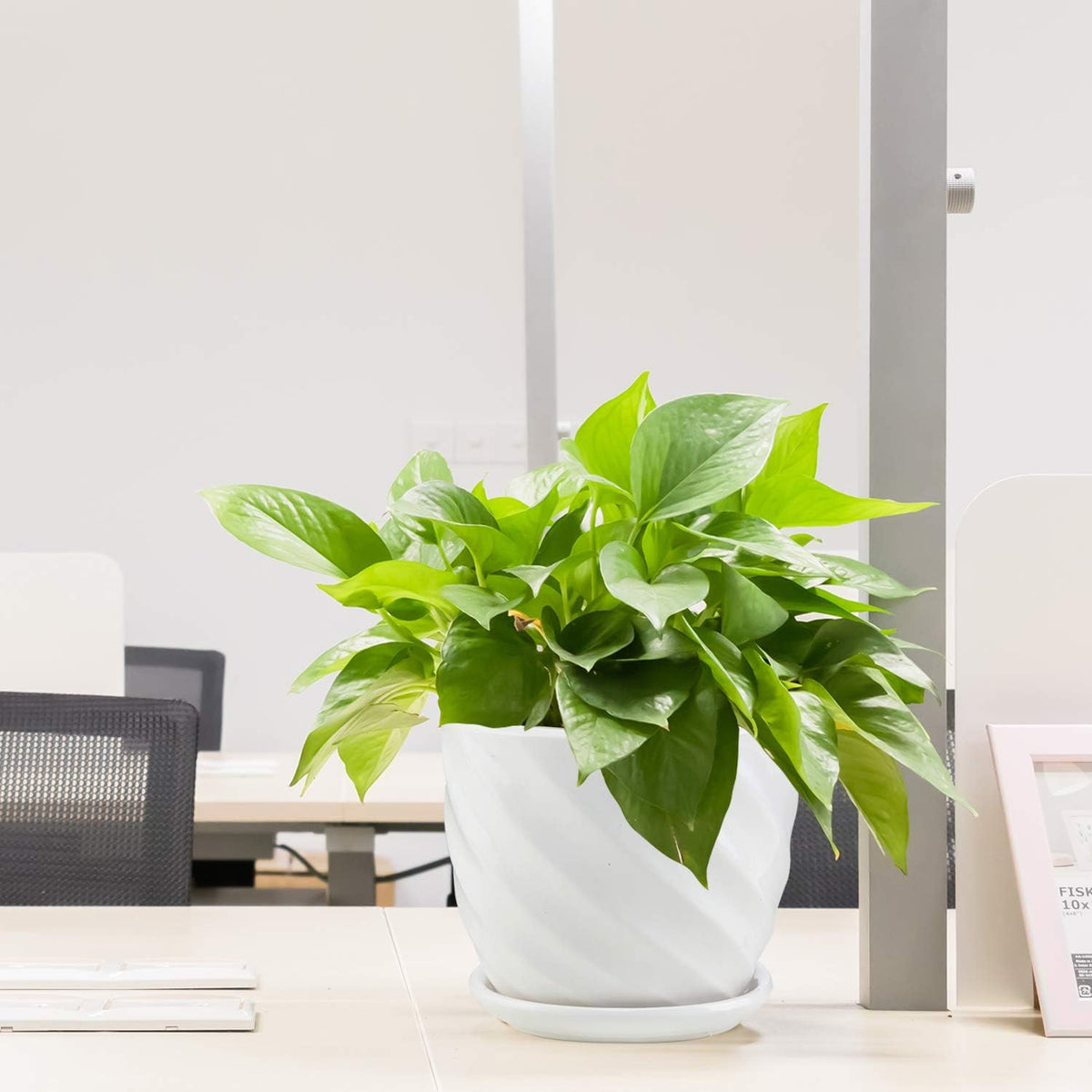Sietpoek indoor-only planter helps keep plants organized at home.