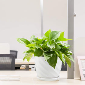 Sietpoek indoor-only planter helps keep plants organized at home.