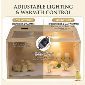 Silanit brooder box interior showing spacious space for growing chicks.