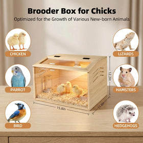 Silanit chick brooder used in a backyard setting for growing birds.