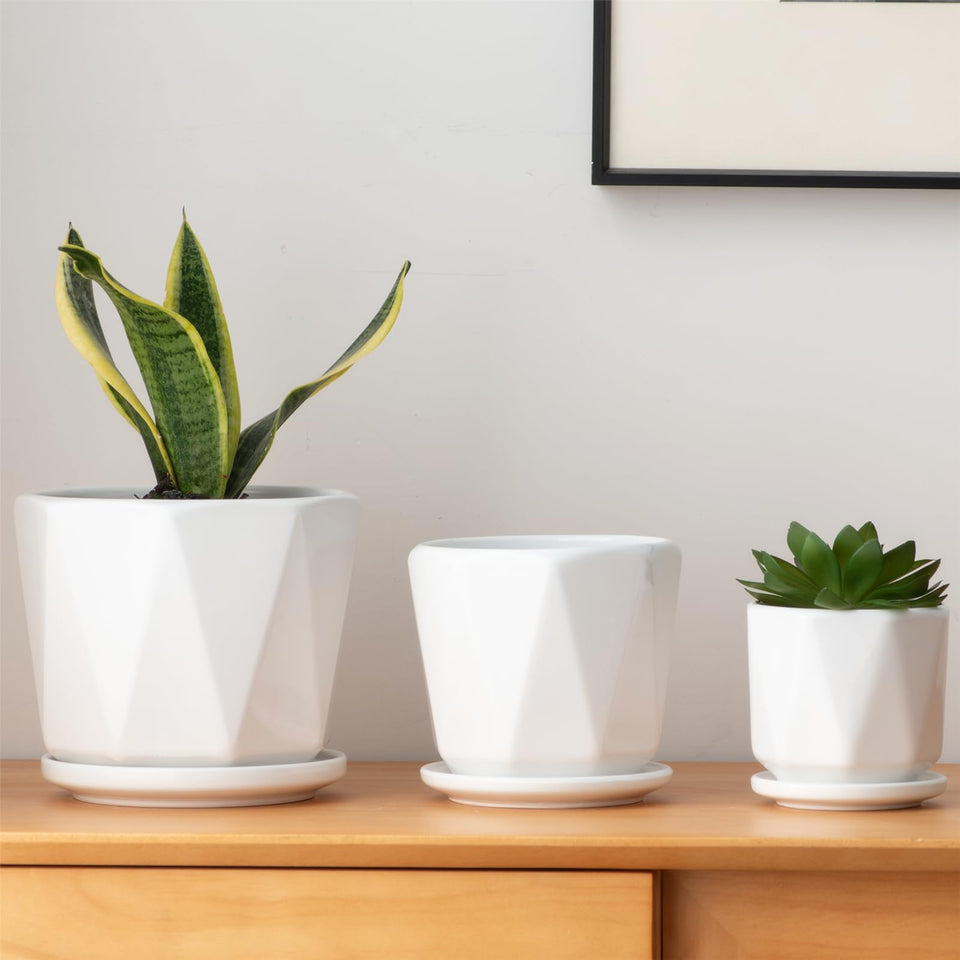 Sin Wings octagon ceramic pot large on a windowsill, ideal for lush indoor succulents.