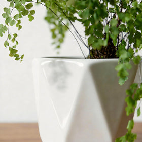 Sin Wings octagon ceramic pot medium, perfect for herbs on a kitchen counter.