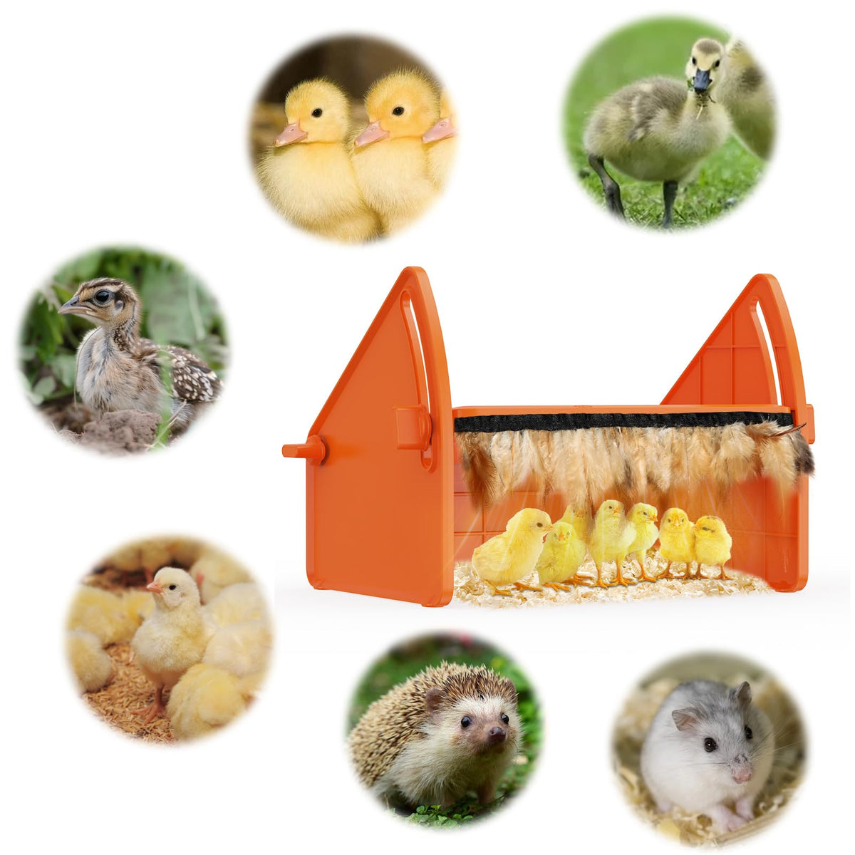 Sindarhor plate with chicks demonstrates safe above-heat warmth from Sindarhor