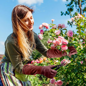 SLARMOR pruning gloves in action protecting hands among roses