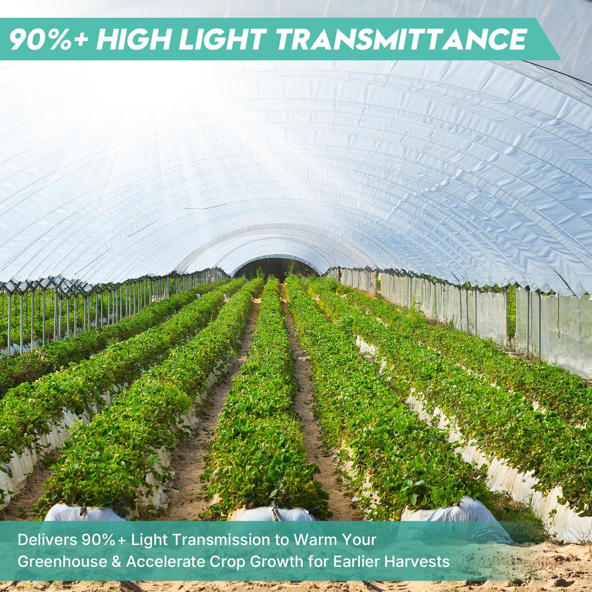 SDLDEER clear film with high light transmittance supports vibrant plant growth.
