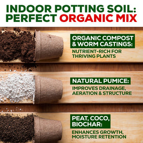 Fiddle-leaf fig in rich Smart Grower soil with healthy roots