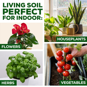 Herbs thriving in Smart Grower soil for a compact indoor garden