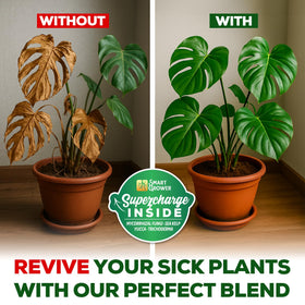 Monstera plant thriving with Smart Grower soil providing balanced nutrients