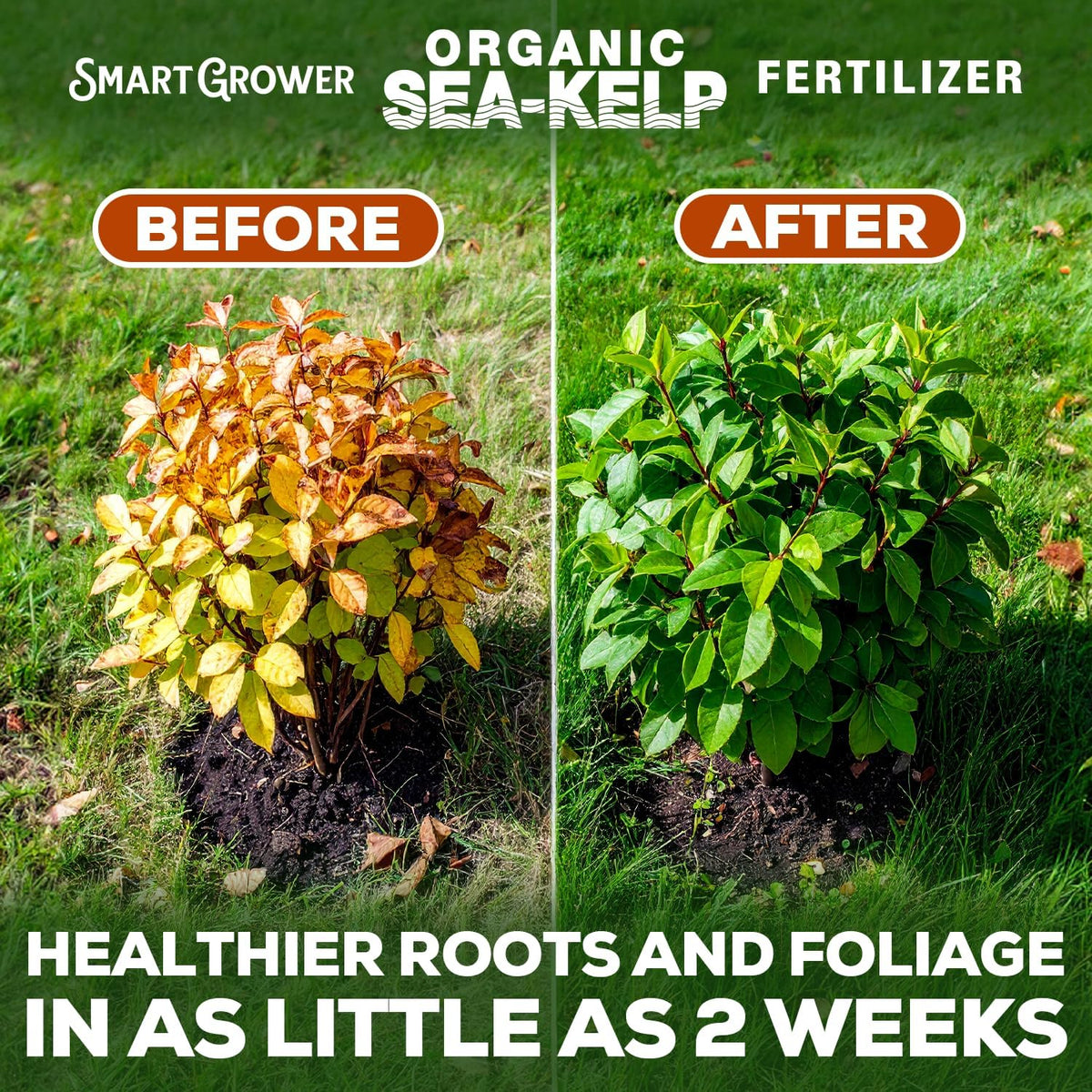 Smart Grower Sea-Kelp hydroponics-setup demonstrates compatibility with hydro systems