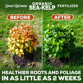 Smart Grower Sea-Kelp hydroponics-setup demonstrates compatibility with hydro systems