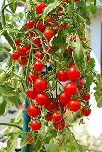 Smart Spring Ultimate Hanging Basket chain placement inside shipment