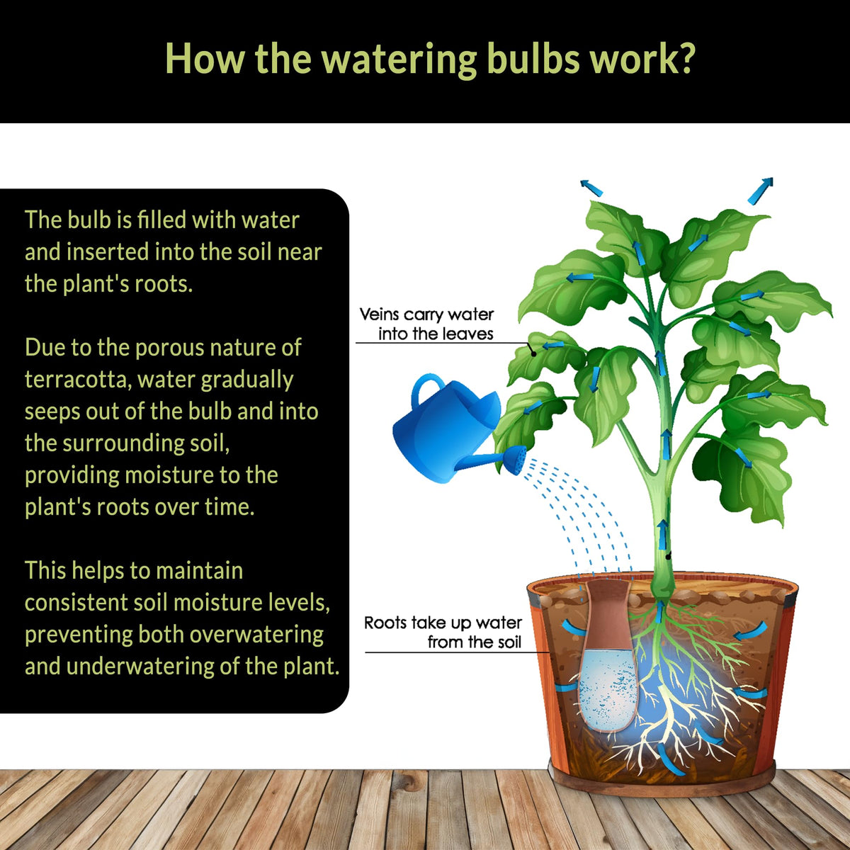 Versatile use for pots, baskets, and gardens.