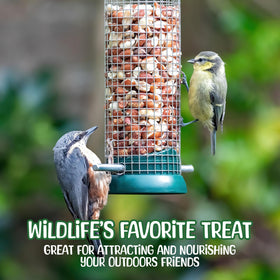 Sneaky Mango backyard wildlife feeding setup with peanuts attracting squirrels.