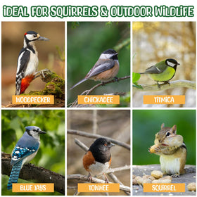 Sneaky Mango wildlife-feed peanuts for squirrels and birds at backyard feeders.