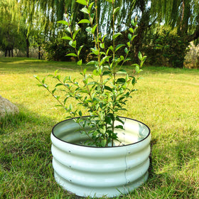Neat planting area with a round raised bed in action