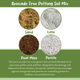 Soil Sunrise mix highlighting aeration and drainage for avocado roots.