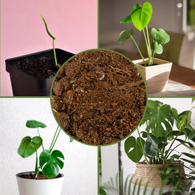 Close-up of aeration and drainage features in Soil Sunrise Monstera mix