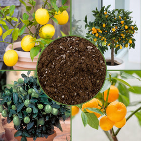 Soil Sunrise improved aeration and drainage supports citrus roots